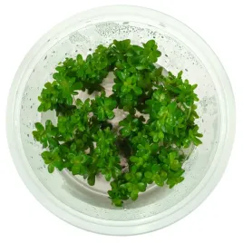 ammania-sp-bonsai-rotala-in-vitro-10-cm-kubek