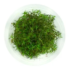 ludwigia-arcuata-ludwigia-drobna-10cm-kubek-in-vit