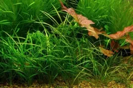 echinodorus-tenellus-zabienica-5-sadzonek-in-vitro
