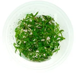 proserpinaca-palustris-pelzacz-bagienny-kubek-10cm