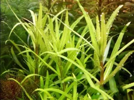 pogostemon-yatabeanus-invitro-porcja-5szt-roslina-do-akwarium