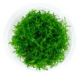pogostemon-yatabeanus-in-vitro-kubek-10-cm-roslina-do-akwarium