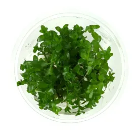 bacopa-caroliniana-in-vitro-10-cm-kubek