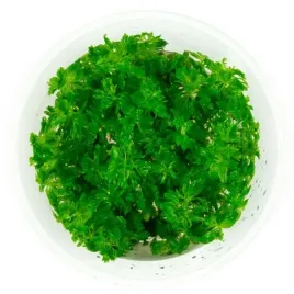 limnophila-sessiliflora-bezszypulkowa-in-vitro-kub