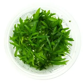 echinodorus-quadricostatus-in-vitro-kubek-10-cm