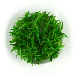 sagittaria-subulata-strzalka-10-cm-kubek-in-vitro
