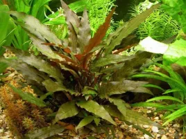cryptocoryne-wendtii-brown-in-vitro