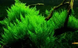 erect-moss-szybkorosnacy-mech-hodowla-podwodna