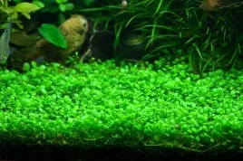 glossostigma-elatinoides-porcja-2x2cm