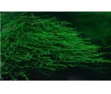 mech-jawajski-java-moss-latwy-w-uprawie