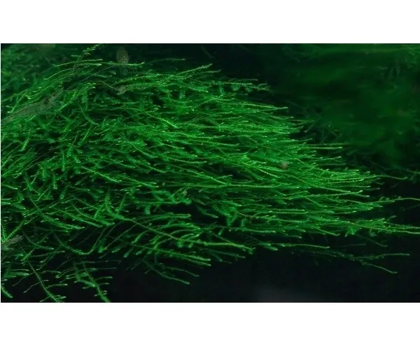 mech-jawajski-java-moss-latwy-w-uprawie