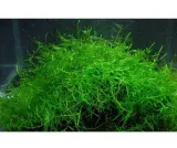 mech-jawajski-java-moss-latwy-w-uprawie-rodzaj-mchy-i-watrobowce