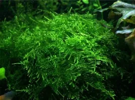 taiwan-moss-taxiphyllum-allternans-mech
