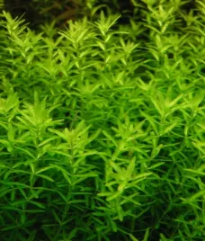 hemianthus-micranthemoides-duzy-heniek-2x2cm-in-vitro