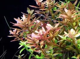 rotala-rotundifolia-10-sadzonek-in-vitro