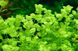 micranthemum-umbrosum-okraglolistne-in-vitro