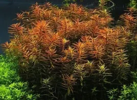ludwigia-arcuata-ludwigia-drobna-10-sztuk-in-vitro