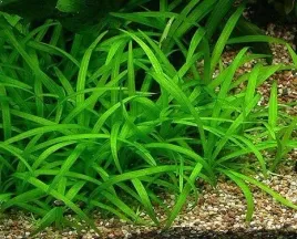 sagittaria-subulata-strzalka-5-sadzonek-in-vitro
