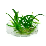 sagittaria-subulata-strzalka-5-sadzonek-in-vitro-rodzaj-rosliny-przydenne