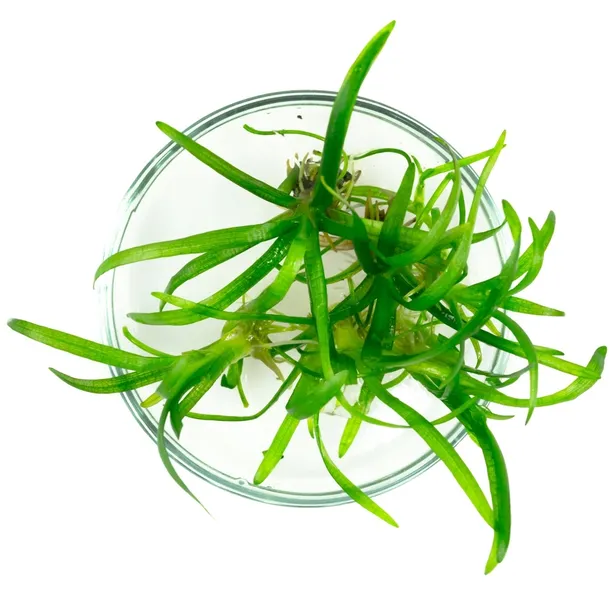 sagittaria-subulata-strzalka-5-sadzonek-in-vitro-wysokosc-minimalna-1-cm
