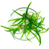 sagittaria-subulata-strzalka-5-sadzonek-in-vitro-wysokosc-minimalna-1-cm