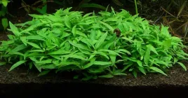staurogyne-repens-in-vitro-porcja