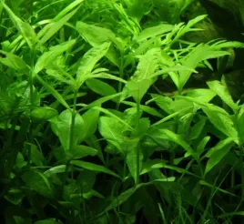 hygrophila-polysperma-nadwodka-wielonasienna-invit
