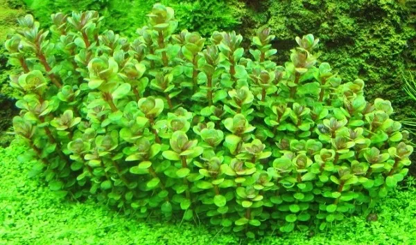 ammania-sp-bonsai-rotala-in-vitro