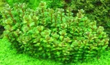 ammania-sp-bonsai-rotala-in-vitro