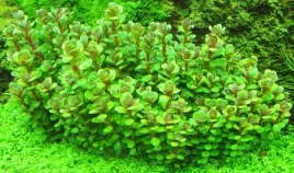 ammania-sp-bonsai-rotala-in-vitro