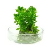 ammania-sp-bonsai-rotala-in-vitro-rodzaj-rosliny-sredniego-wzrostu