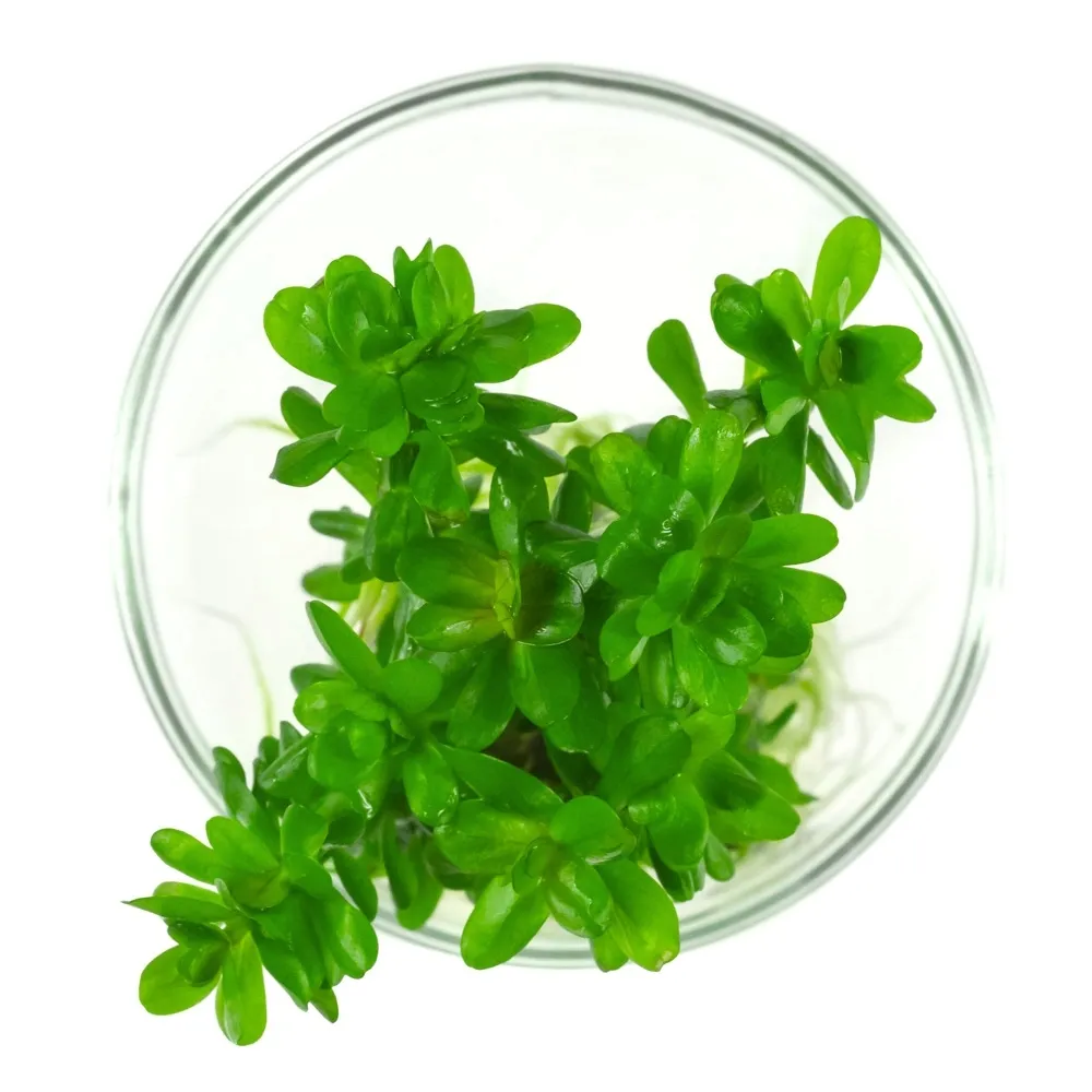 ammania-sp-bonsai-rotala-in-vitro