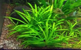 echinodorus-quadricostatus-zabienica-czterozebrowa