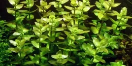 bacopa-caroliniana-bacopa-karolinska-in-vitro