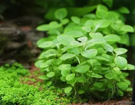 lobelia-cardinalis-sp-mini-in-vitro