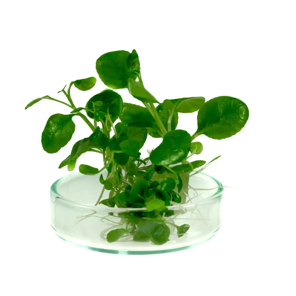 lobelia-cardinalis-sp-mini-in-vitro-rodzaj-rosliny-sredniego-wzrostu