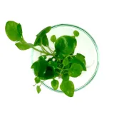 lobelia-cardinalis-sp-mini-in-vitro-wysokosc-minimalna-2-cm