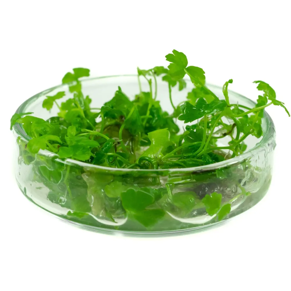 hydrocotyle-japan-tripartita-in-vitro-rodzaj-rosliny-sredniego-wzrostu