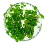 hydrocotyle-japan-tripartita-in-vitro-wysokosc-minimalna-1-cm