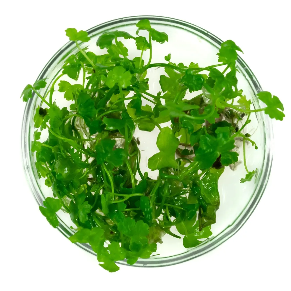 hydrocotyle-japan-tripartita-in-vitro