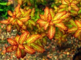 ludwigia-guinea-senegalensis-porcja-in-vitro