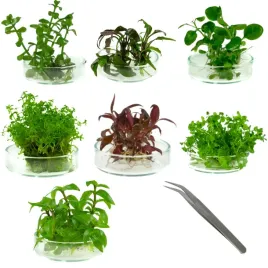 zestaw-roslin-srodkowy-plan-srodek-latwy-gratis