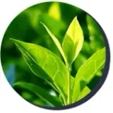 nicorix-odrzucajacy-nawyk-palenia-marka-vitalinv-limited