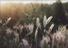 ikea-bjorksta-obraz-plakat-140x100-cm-swiecacy-zachod-slonca