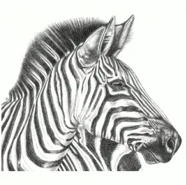 ikea-bjorksta-obraz-bez-ramy-rysunek-zebry140x100-cm