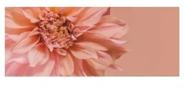 ikea-bjorksta-obraz-bez-ramy-140x56-cm-kwiaty-w-rozu