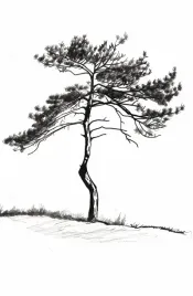 plakat-53x81cm-samotna-sosna