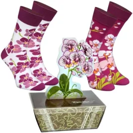 skarpetki-rainbow-socks-orchidea-box-storczyki-z-kwiatami-2-pary-41-46