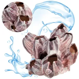 muszla-ozdobna-barnacle-pakle-dekoracja-do-akwarium-malawi-15cm