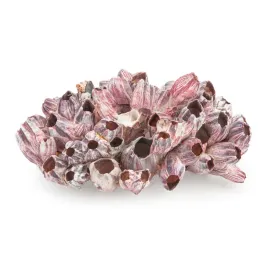 muszla-do-akwarium-barnacle-pakle-20-25cm